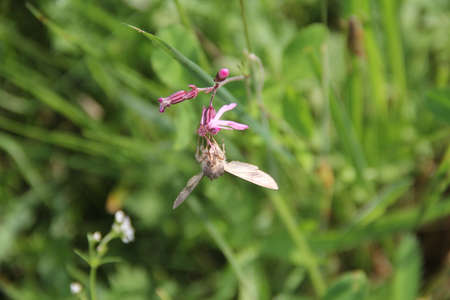 Autographa Silver Y moth, fam. Plusiinae, on Silene flos-cuculi flowers on green blurred background. High quality photoの写真素材