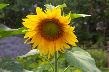Close up of big sunflower on dark garden background. Single beautiful sunflower with bright yellow orange petals and big leaves. High quality photoの写真素材