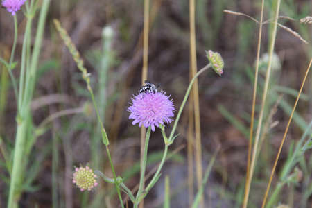 Cuckoo bee, Thyreus, rare European bee on knautia flower, close up high quality photoの写真素材