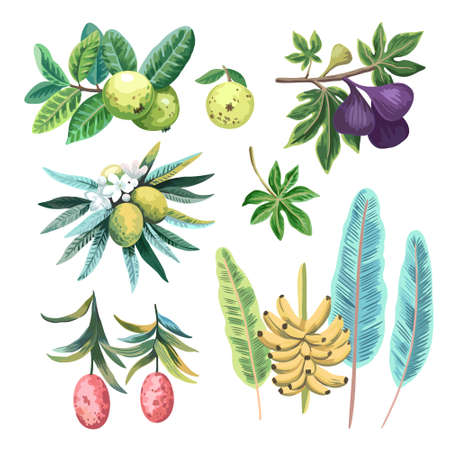 Set of tropical exotic fruits in watercolor artistic hand painted style. Vector illustrationのイラスト素材