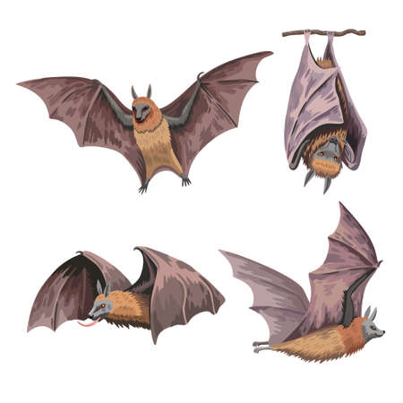 Set of cute fruit bats or flying fox in various positions isolated on white background. Hand drawn art in watercolor realistic style. Vector illustrationのイラスト素材