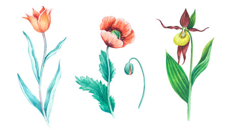 Detailed realistic watercolor botanical illustration with wild meadow flowers isolated on white background. Clip art of wild flowers for design and greeting cards.の写真素材