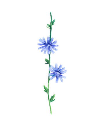Detailed realistic watercolor botanical illustration. Chicory flowers isolated on white background. Clip art of wild flowers for design and greeting cards.の写真素材