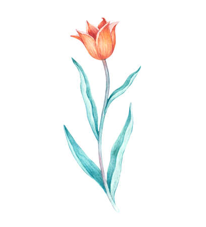 Detailed realistic watercolor botanical illustration. Orange wild tulip isolated on white background. Clip art of wild flowers for design and greeting cards.の写真素材