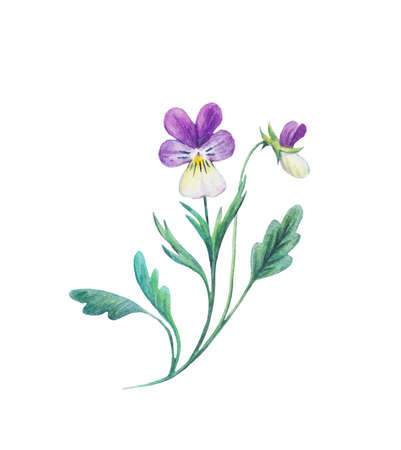 Detailed realistic watercolor botanical illustration. Pansy flowers, viola tricolor, isolated on white background. Clip art of wild flowers for design and greeting cards.の写真素材