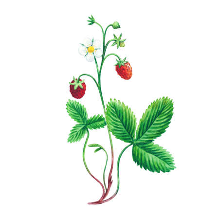 Watercolor realistic wild forest strawberry isolated on white background. Illustration for design.の写真素材