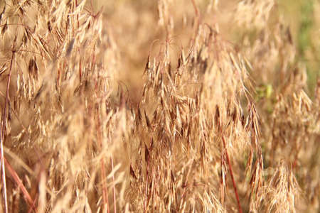 Close up of dry honey beige meadow grass. Nature background with natural warm tones. High quality photoの写真素材