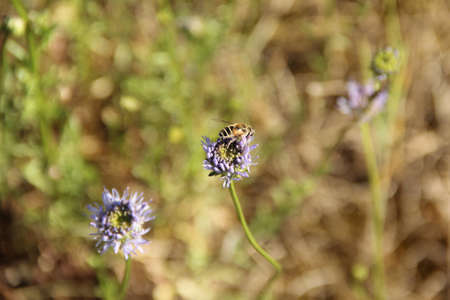 Hoverfly sitting on Jasione blue flower. High quality close up photoの写真素材