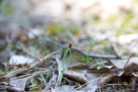 A small sprout of pine tree sprouts from a seed. Macro photoの写真素材