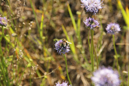 Hoverfly sitting on Jasione blue flower. High quality close up photoの写真素材