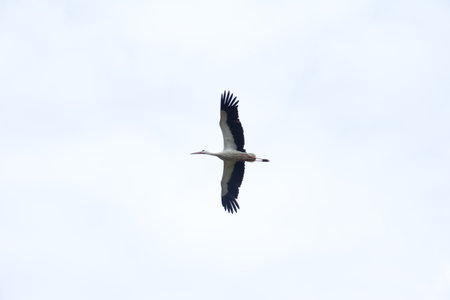 White large stork flies against a blue sky. Close up.の写真素材
