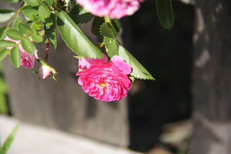 Beautiful pink wild rustic rose. Close up.の写真素材