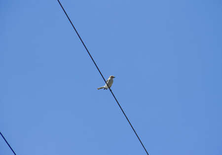 Red-backed shrike, Lanius collurio sits on a wire on a blue sky background. High quality photoの写真素材