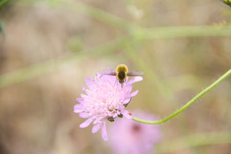 Cute woolly bee fly, Systoechus, sitting on pink flower. Close up foto.の写真素材