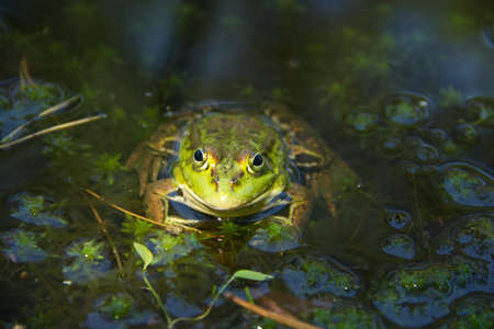 Portrait of a common European frog. Big green frog sitting in the water. High quality photoの写真素材