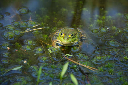 Portrait of a common European frog. Big green frog sitting in the water. High quality photo