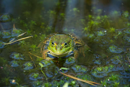 Portrait of a common European frog. Big green frog sitting in the water. High quality photoの写真素材