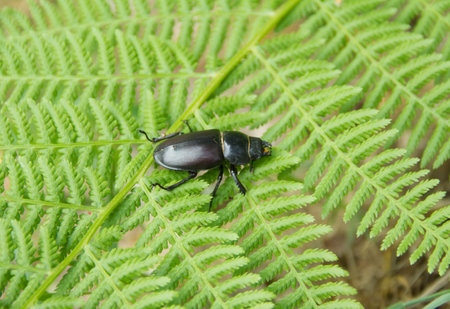 Big female rhinoceros beetle sitting on green leaf. Close horisontal foto.の写真素材
