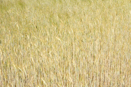 Golden triticale ears, hybrid of wheat and rye in summer sunny field. High quality photoの写真素材