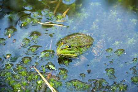 Portrait of a common European frog. Big green frog sitting in the water. High quality photoの写真素材
