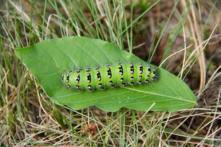 Large green caterpillar of the Emperor moth, Saturnia pavonia sitting on the green leaf. Close up photoの写真素材