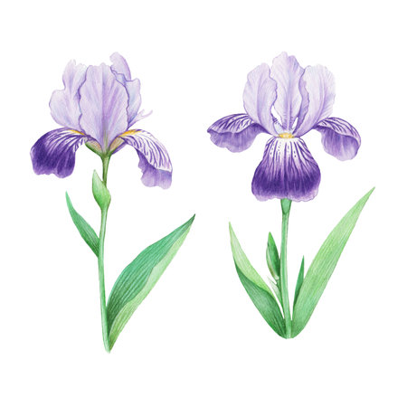 Realistic detailed illustration of iris flowers in vintage retro style for decor, scrapbook and design isolated on white backgroundの写真素材