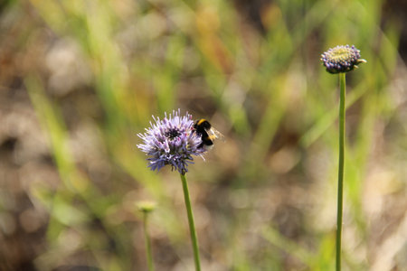 Bumblebee sitting on Jasione blue flower. High quality close up photoの写真素材