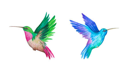 Hummingbirds. Watercolor illustration. Set of hand drawn isolated elements for decor and design.の写真素材