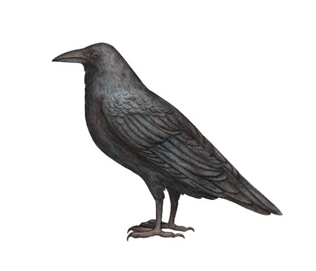 Black raven watercolor painting. Detailed realistic illustration isolated on white background. Design elementの写真素材