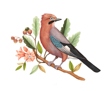 Eurasian jay, Garrulus glandarius, sitting on decorative tree branch with flowers and leaves of oak. Realistic detailed illustration in watercolor style.の写真素材