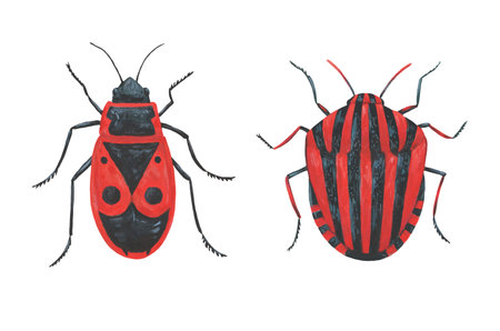 Pyrrhocoris apterus and Graphosoma lineatum, red bugs. Hand painted detailed illustration isolated on white background.の写真素材