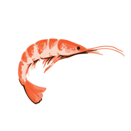 Illustration of shrimp in hand drawn watercolor style isolated on white background. Vector element.のイラスト素材