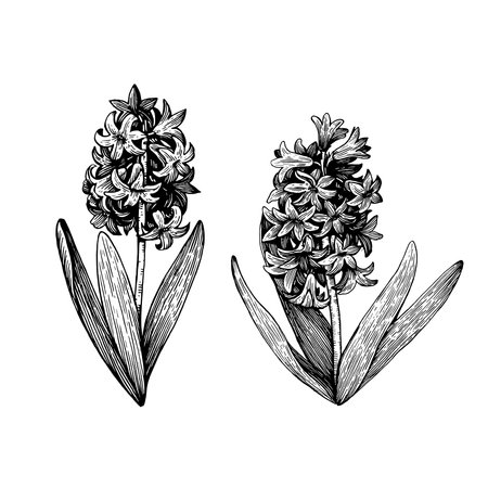 Black and white hyacinth drawing. Illustration in ink technique. Vector image in retro styleのイラスト素材