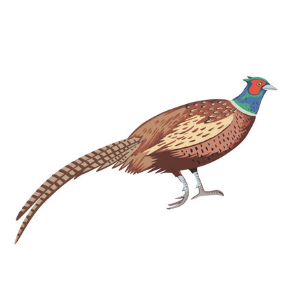 Male ring-necked pheasant detailed vector color illustration isolated on white background.のイラスト素材