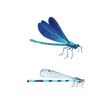 Realistic blue dragonfly watercolor illustration isolated on white background. Clip-art for design and invitationsの写真素材