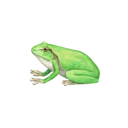 European tree frog, Hyla arborea, watercolor illustration isolated on white background. Cute green frog drawing.の写真素材