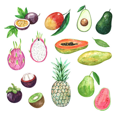 Big collection of watercolor tropical fruits. Hand drawn colorful illustration for prints and designの写真素材