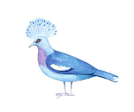 Crowned pigeon, watercolor realistic illustration isolated on white background.の写真素材