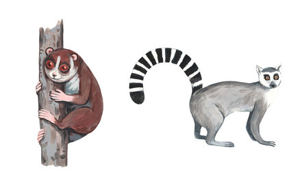 Ring tail lemur and lemur lory on the branch. Realistic watercolor illustration isolated on white background.の写真素材