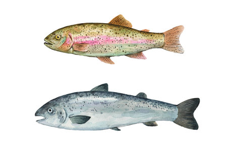 Rainbow trout and salmon, detailed watercolor illustration, isolated on white background.の写真素材