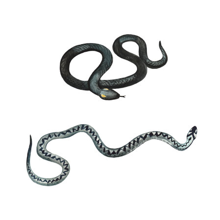 Common European viper, Vipera berus and grass snake isolated on white background. Watercolor realistic illustration.の写真素材