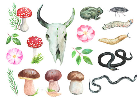 Watercolor forest magic elements, amanita mushrooms, cow skull and wild animals, toads and snakes. Colorful vintage printの写真素材