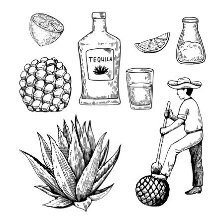 Hand drawn illustration in engraving retro style. Tequila bottle, agave plant and root, shot glass and ingredients. Vector black and white sketch.のイラスト素材