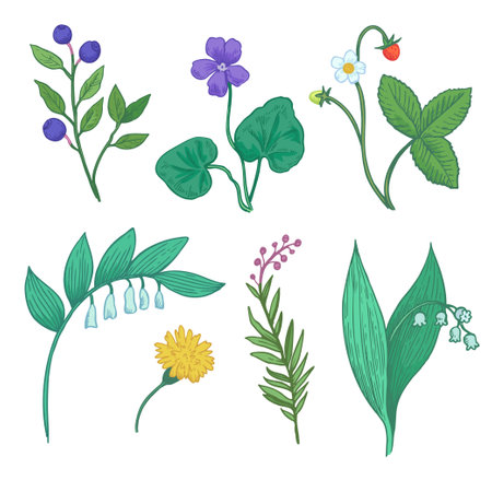 Set of botanical elements. Sketch illustration of wild forest plants, flowers and berries. Stylized doodle drawing of herbs for design.のイラスト素材