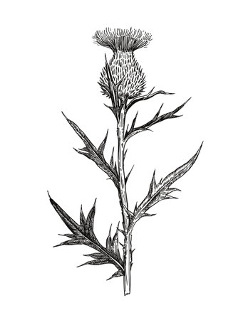 Illustration of thistle plant in engraving retro style. Black and white detailed botanical drawing.のイラスト素材