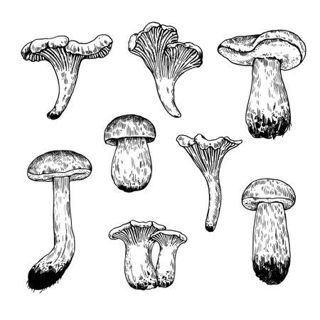 Mushrooms illustration in engraving style. Black ink drawing of boletus fungus and chanterelle isolated on white background. Realistic line art.のイラスト素材