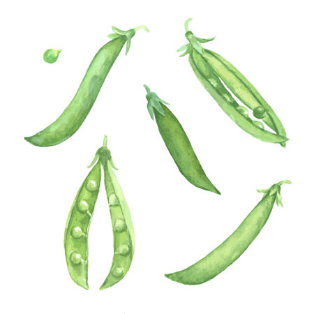 Watercolor illustration of green peas pods. Set of vector design elements isolated on white background.のイラスト素材