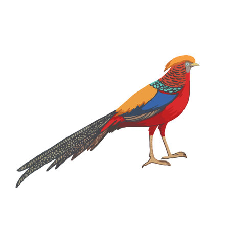 Golden pheasant. Vector illustration, isolated on white background.のイラスト素材