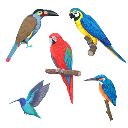 Set of colorful tropical birds, macaw, toucan and hummingbird isolated on white background. Hand drawn vector illustration.のイラスト素材