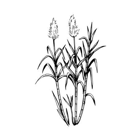 Sugar cane plants. Stems and leaves. Hand-drawn illustration in engraving retro style. Set of isolated vector design elementsのイラスト素材
